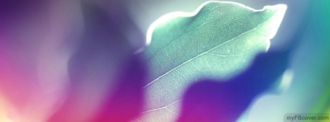 Colored Leaves Facebook Cover