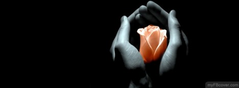 Peach Rose Facebook Cover