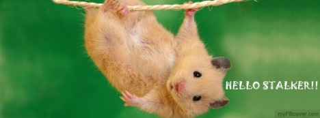 Hello Stalker Facebook Cover