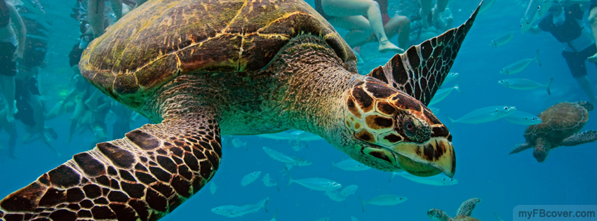 Hawksbill Turtle Facebook Cover | Timeline Cover | FB Cover