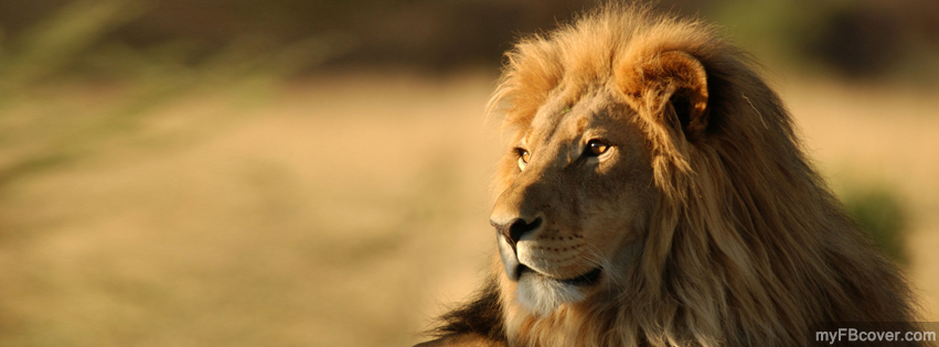 Lion Facebook Cover | Timeline Cover | FB Cover