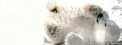 Baby Polar Bear Facebook Cover