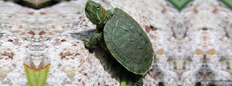 Baby Turtle Facebook Cover