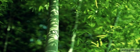 Bamboo Facebook Cover