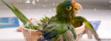 Bathing Parrot Facebook Cover