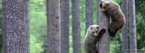 Bears Facebook Cover