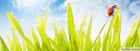 Beatle on grass Facebook Cover