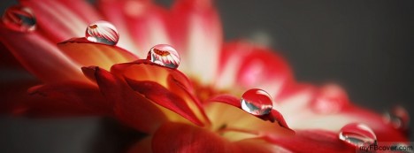 Beautiful Perl Flower Facebook Cover