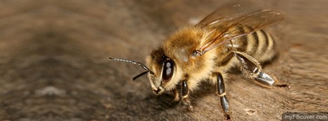 Bee Facebook Cover