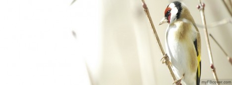 Bird on Branch Facebook Cover