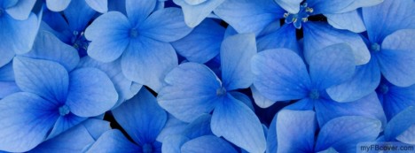 Blue Hydrangea Blooms Facebook Cover