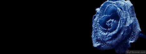 Blue Rose Facebook Cover