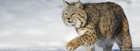 Bobcat Facebook Cover
