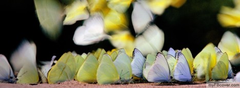 Butterflies Facebook Cover