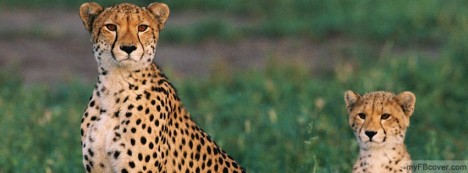 Cheetah mother and child Facebook Cover