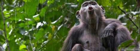 Chimp Call Facebook Cover