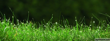 Dew On Grass Facebook Cover