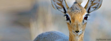 Dik Dik Dear Facebook Cover