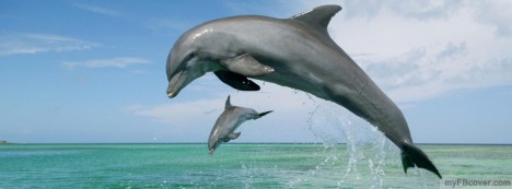 Dolphin Facebook Cover