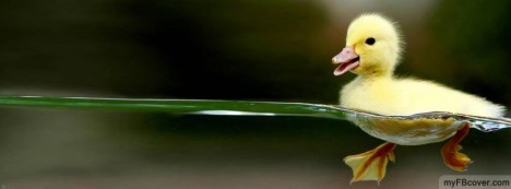 Ducklin Facebook Cover