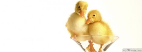 Ducklings Facebook Cover