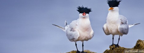 Elegant Terns Facebook Cover