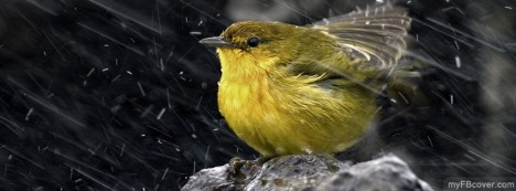 Finch Facebook Cover