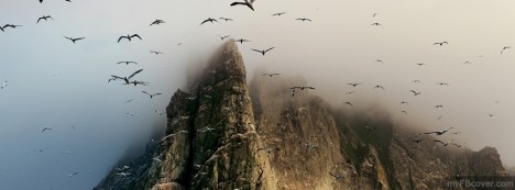 Flying Seagulls Facebook Cover