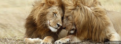 Friend Lions Facebook Cover