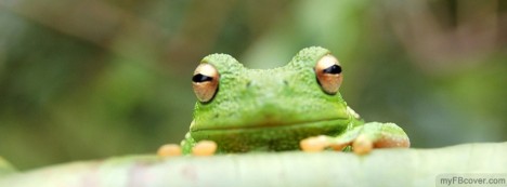 Frog Facebook Cover
