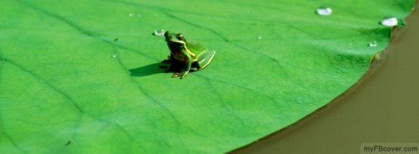 Frog on Lilipad Facebook Cover