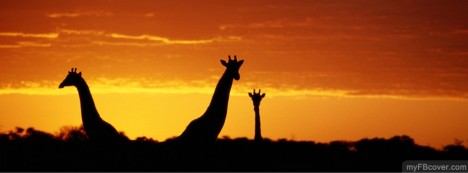 Girrafes Facebook Cover