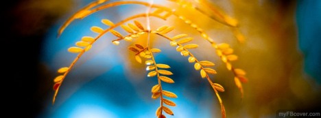 Golden Foliage Facebook Cover