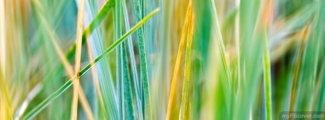 Grass1 Facebook Cover