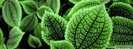 Green Leaves Facebook Cover