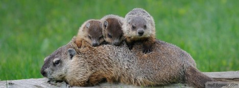 Groundhog Babies Facebook Cover