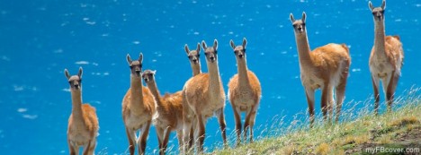 Guanacos Facebook Cover