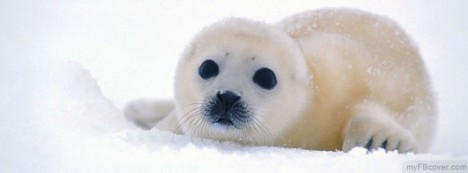Harp Seal Facebook Cover