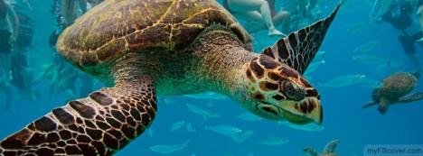 Hawksbill Turtle Facebook Cover