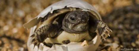 Hermanns Tortoise Facebook Cover