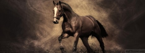 Horse Facebook Cover