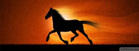 Horse Facebook Cover