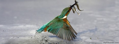 Kingfisher Facebook Cover