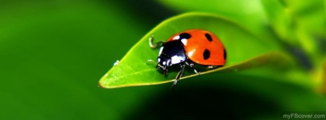 Lady Bug Facebook Cover