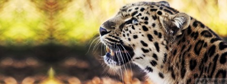 Leopard Facebook Cover