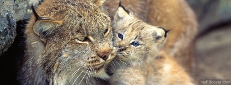 Lynx and Club Facebook Cover