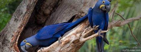 Macaws Facebook Cover