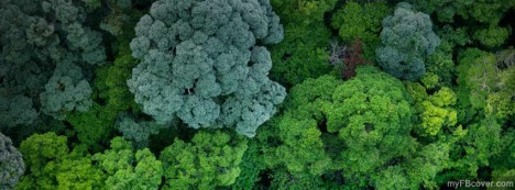 Malasian Forest Facebook Cover