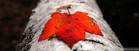 Mapel Leaf Facebook Cover