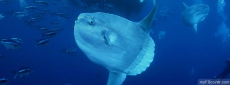 Mola Mola Facebook Cover